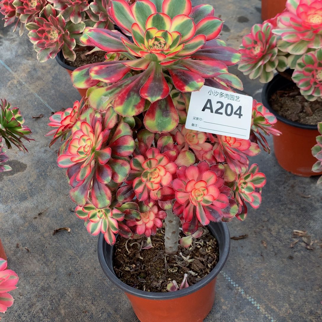 粉体香奈儿20400000