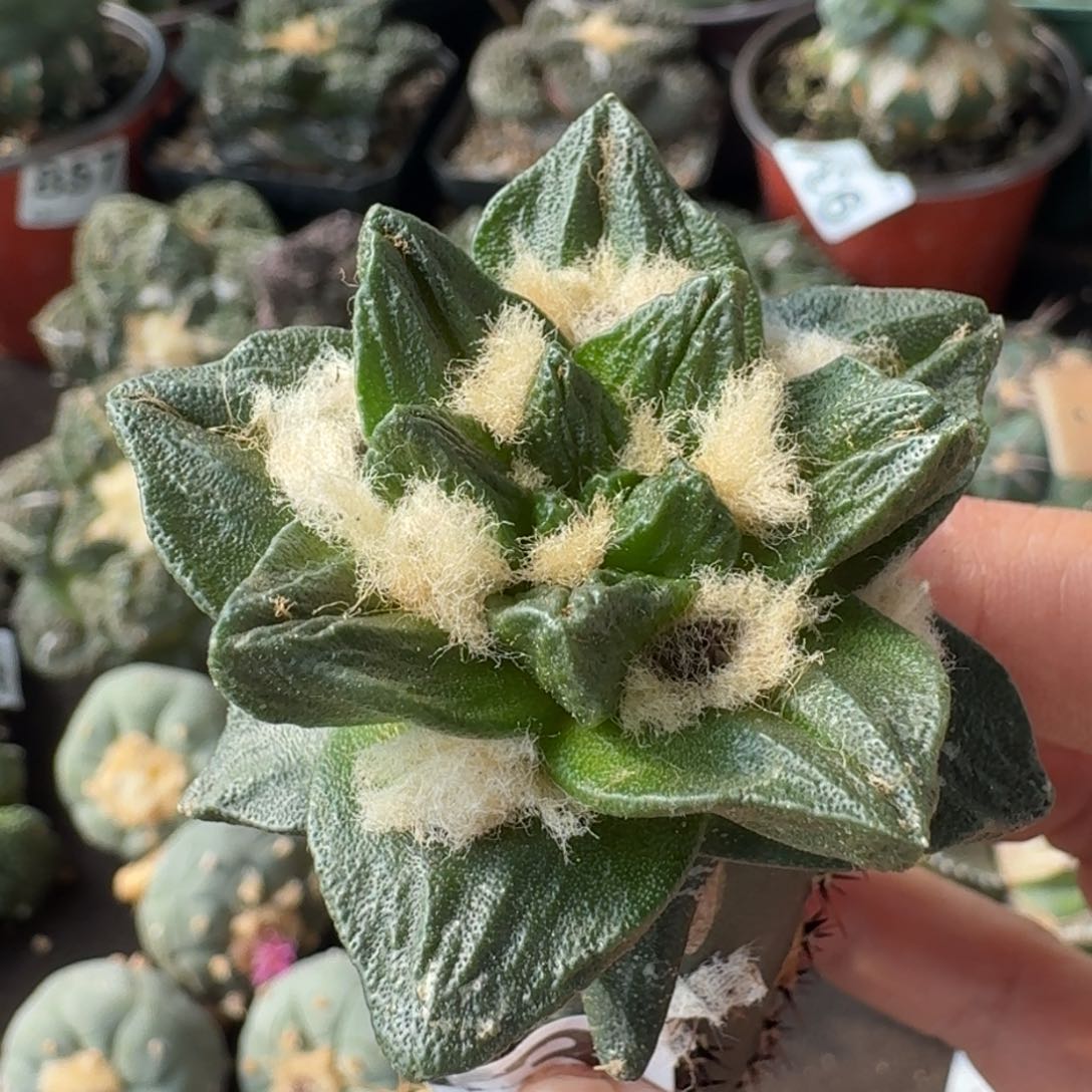 【闪购商品】大尤龙角643