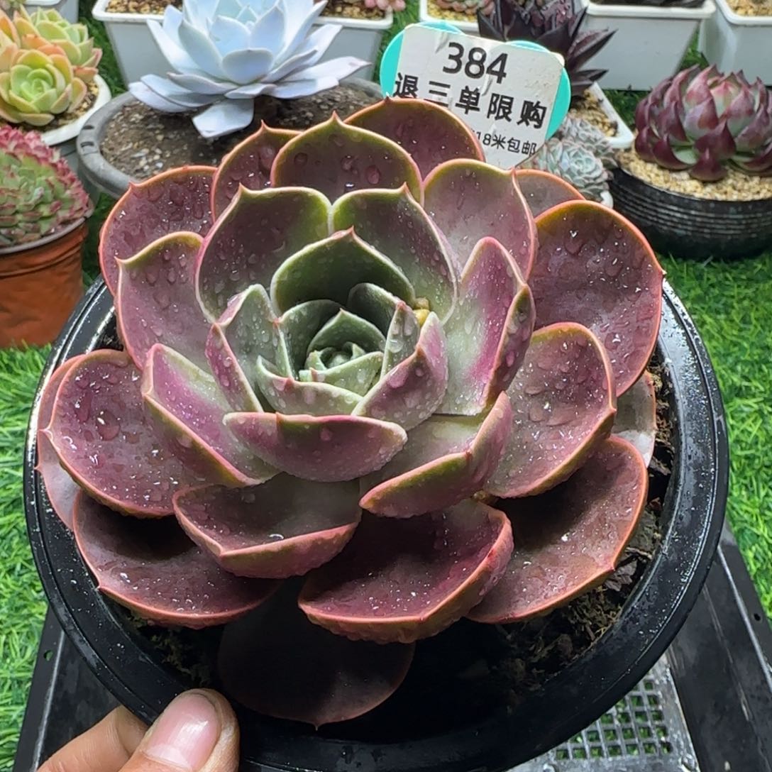 解忧多肉植物编号384