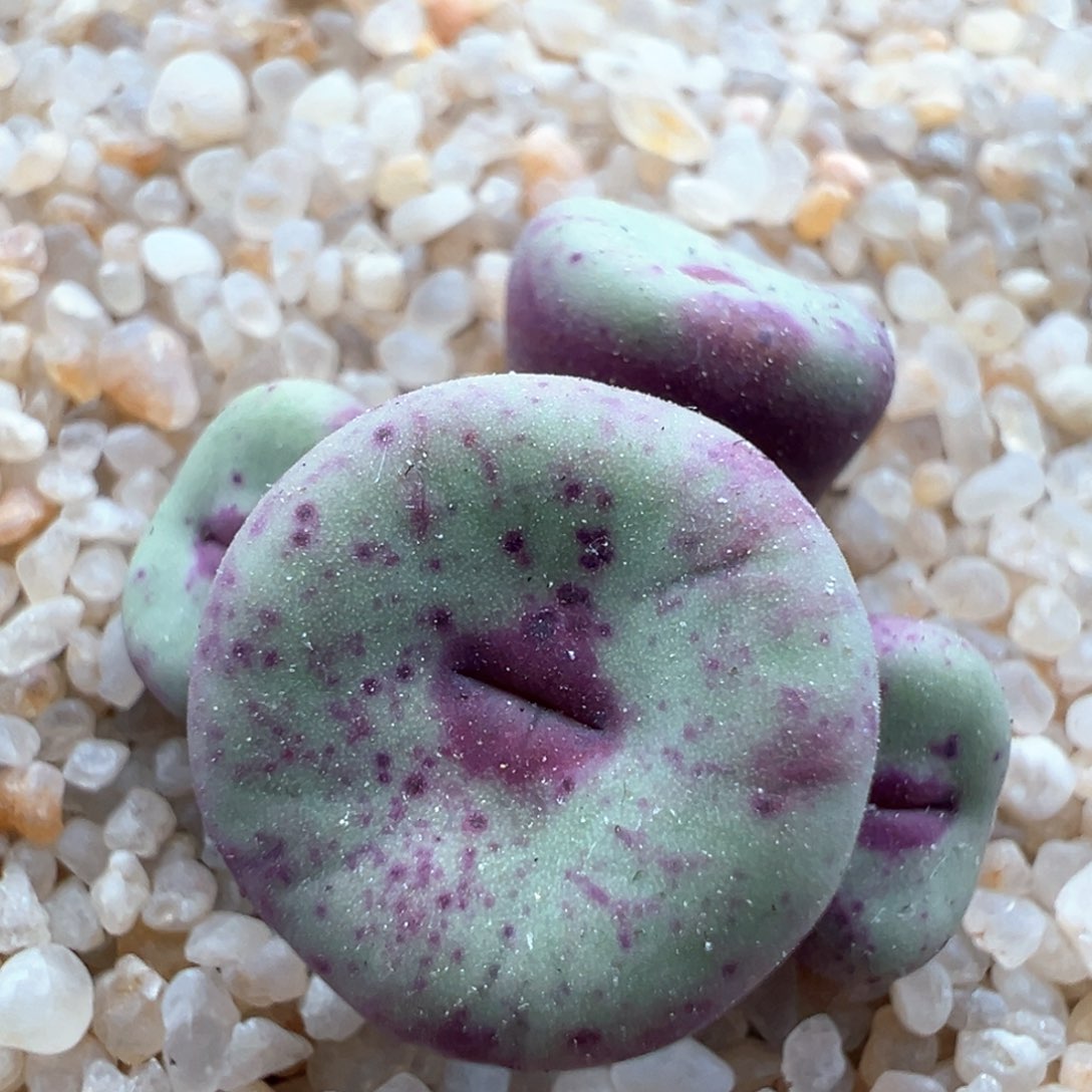 853。优选ts427红嘴