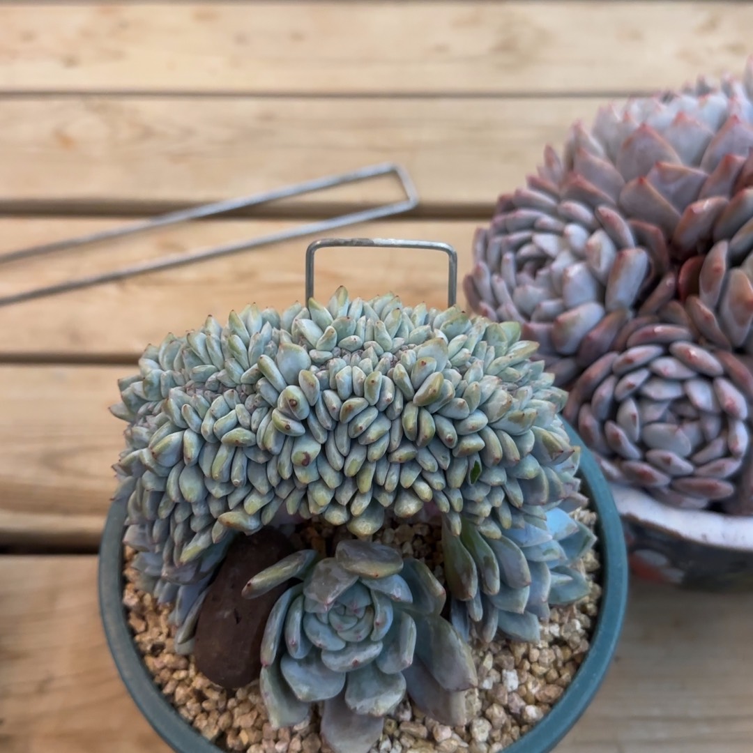 会****猪多肉植物一类