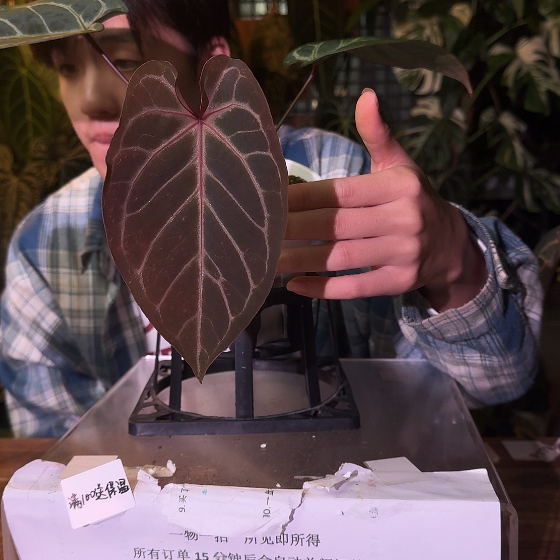 不开花植物B22紫水晶杂阿波罗