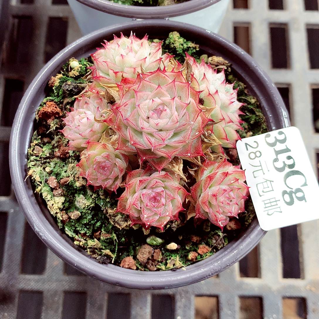 5厘米盆精控多肉313