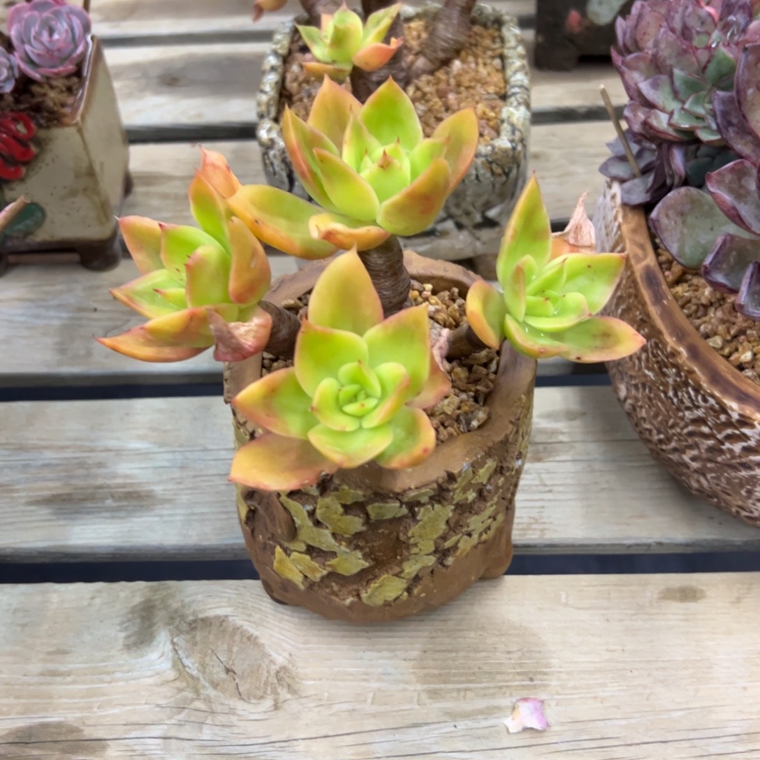 腾云28 零零多肉植物