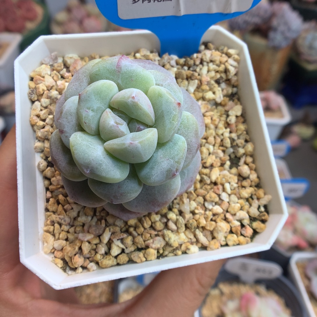 770冰玉石化多肉植物