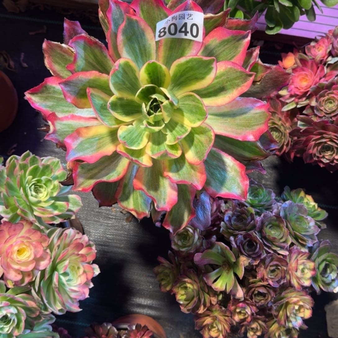 D****?魅影多肉植物8040