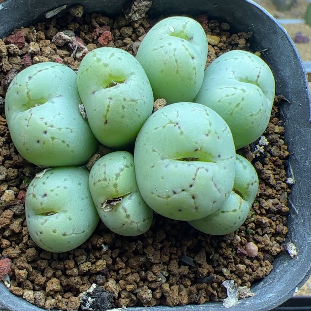 大家过年好22490