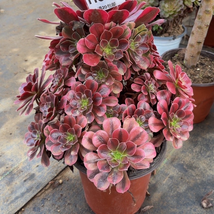 瑞妈多肉园艺675美杜莎