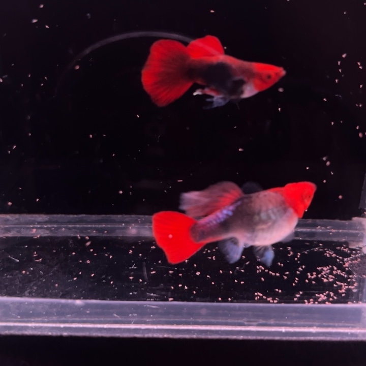 孔雀鱼深海蓝贵族球1对