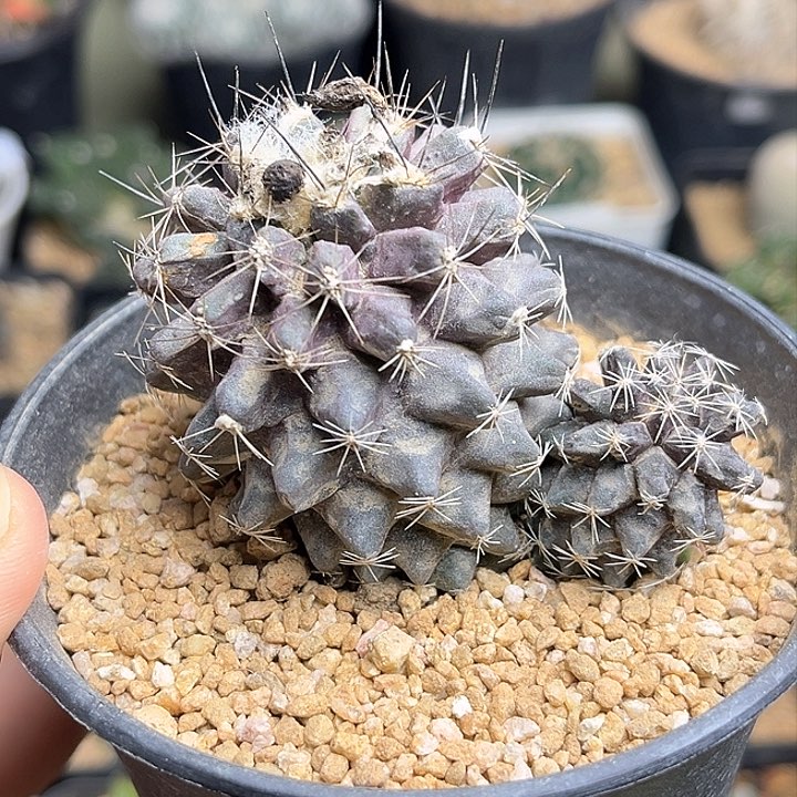 公子丸实生球双头一颗6.4公分