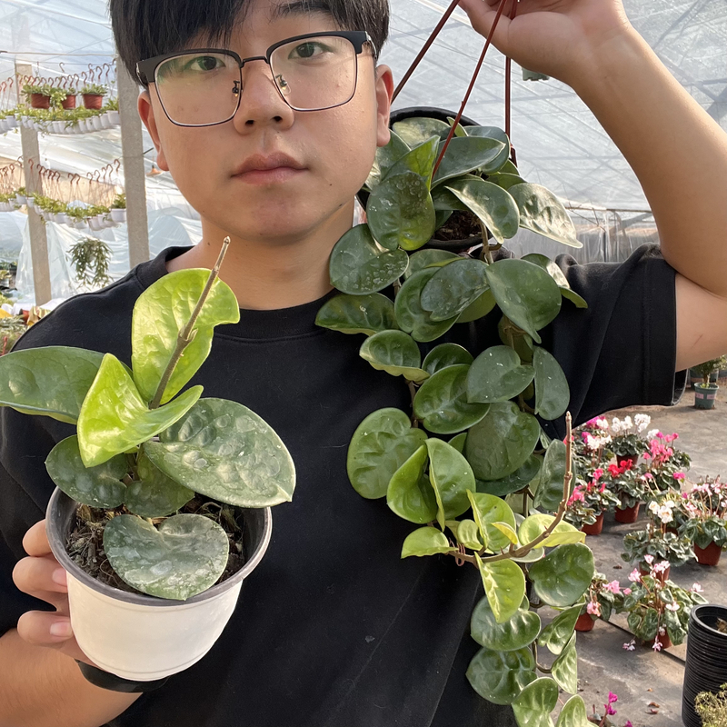 太行【克林顿】球兰养护简单 垂吊爬藤植物耐热耐寒勤花大花球