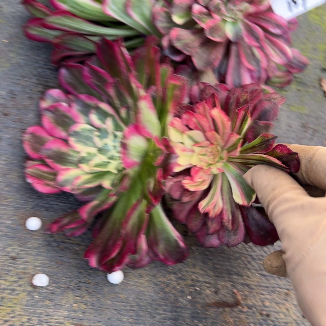 平***康159同花顺砍头4个多肉