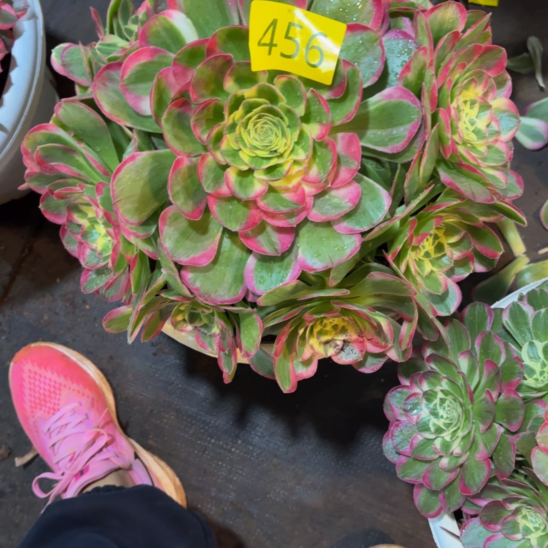 水***莲哈哈多肉葡萄镜花水月456