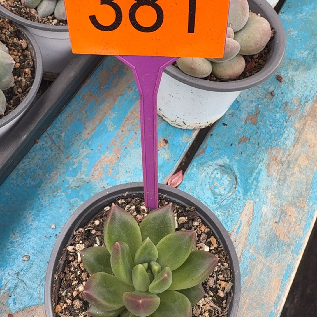 七***书多肉植物漂亮多肉381