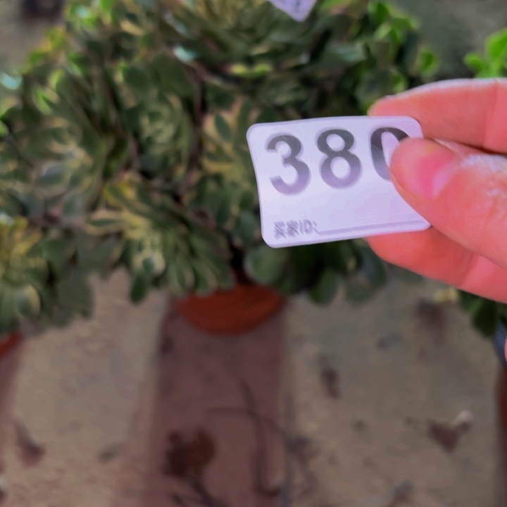 380多肉植物不售后大盲拍
