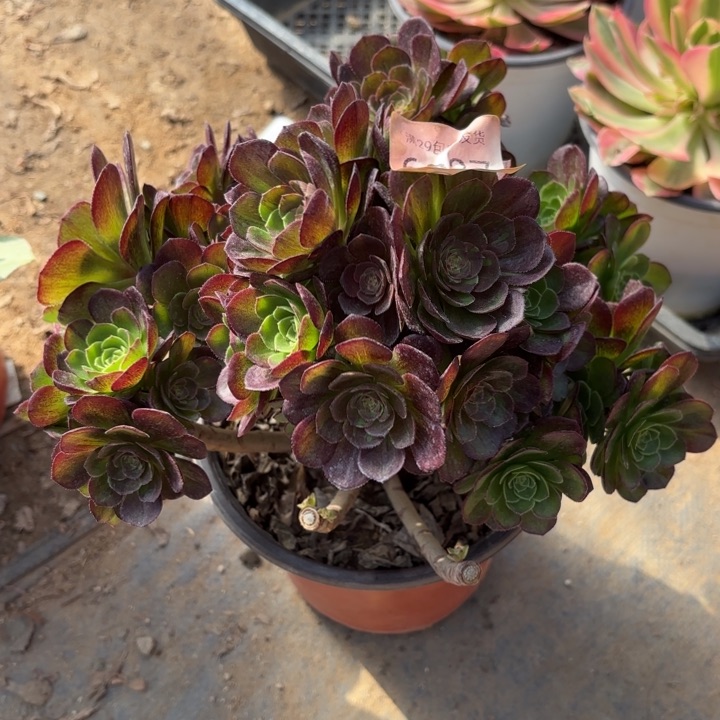 花月夜处理不包断头多肉6027