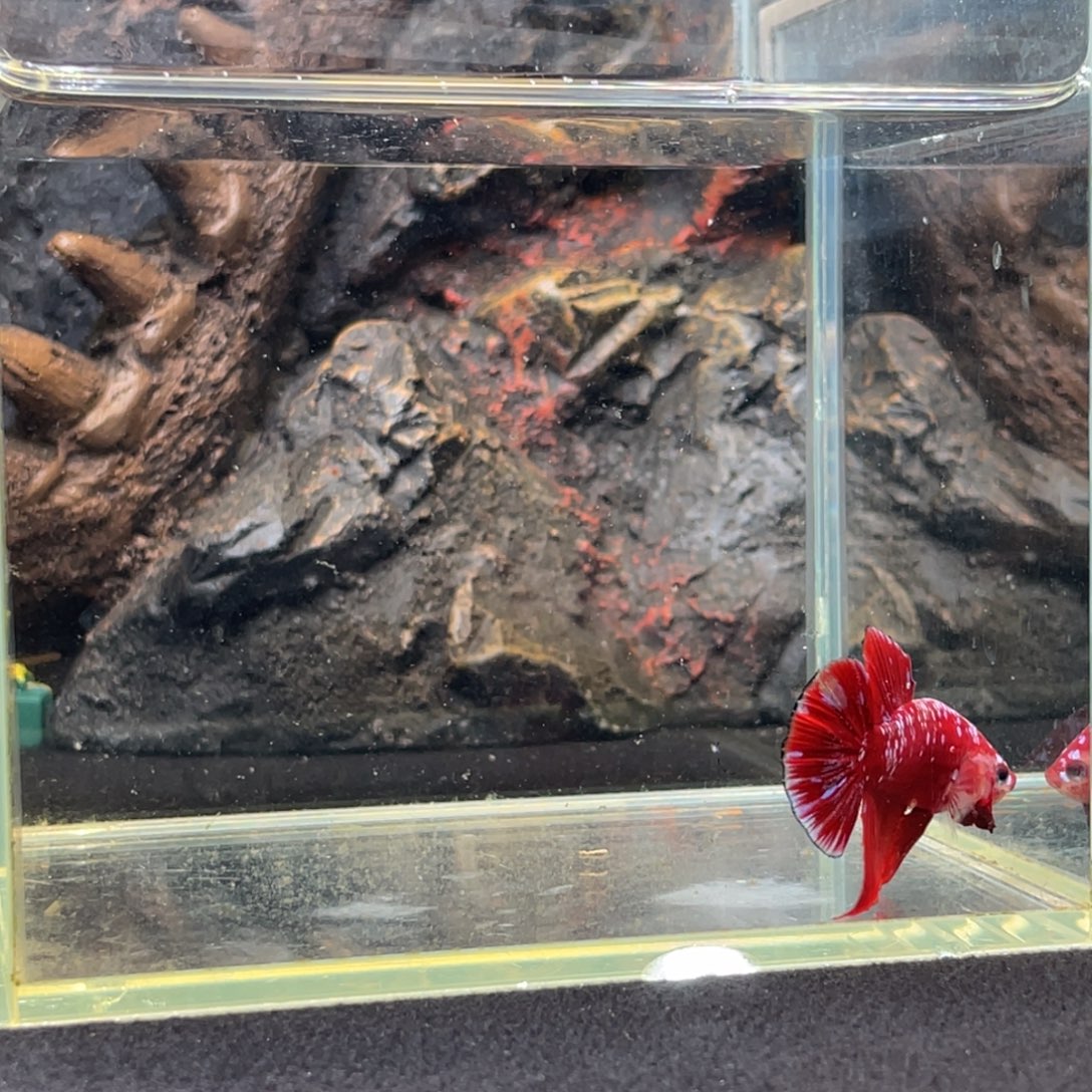 斗鱼十二月二十八日竞价