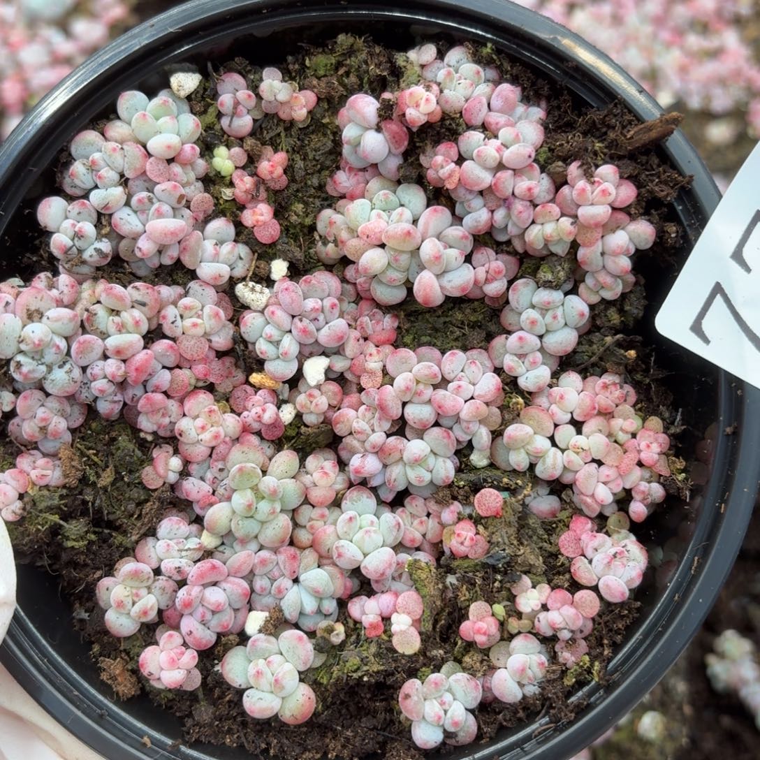 多肉植物多肉植物770