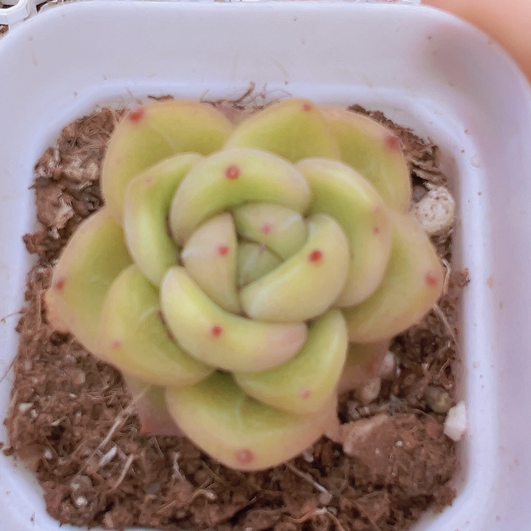 碧玉珍妮19包邮多肉