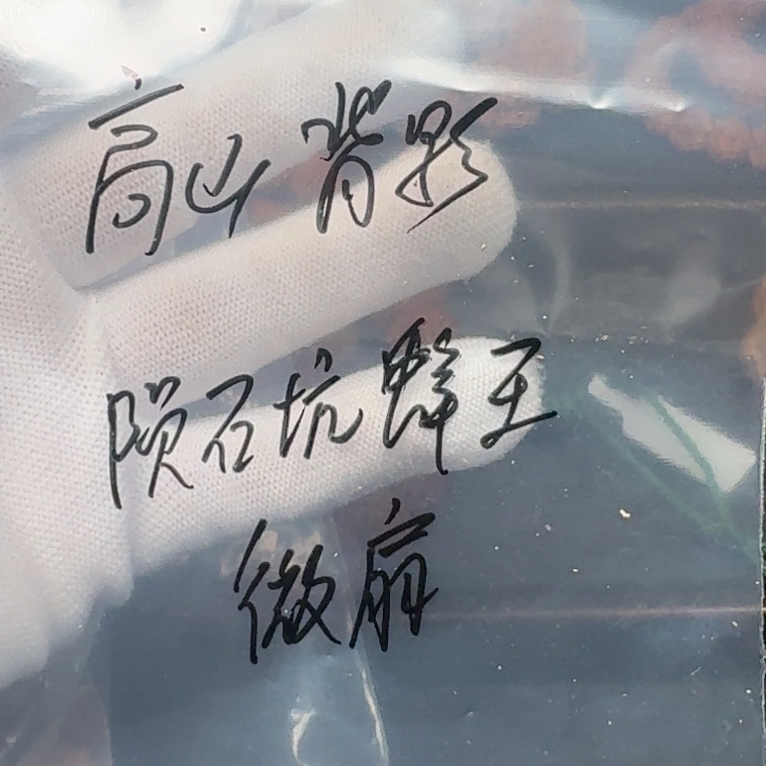 高***影手串金刚菩提18陨石坑蜂王（扇面）