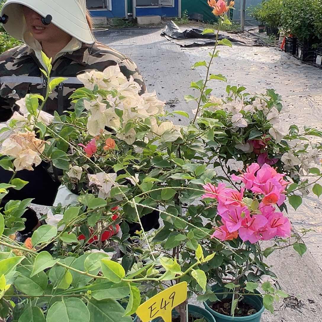 当前无花栽培后可以开花E49随机一颗