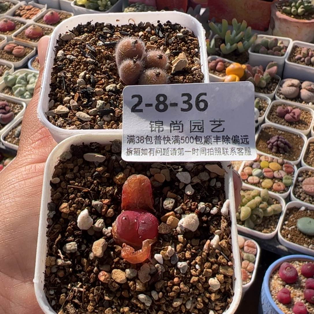 茳*姐8.36多肉植物组合