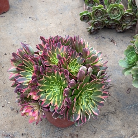 朝霞多肉植物014