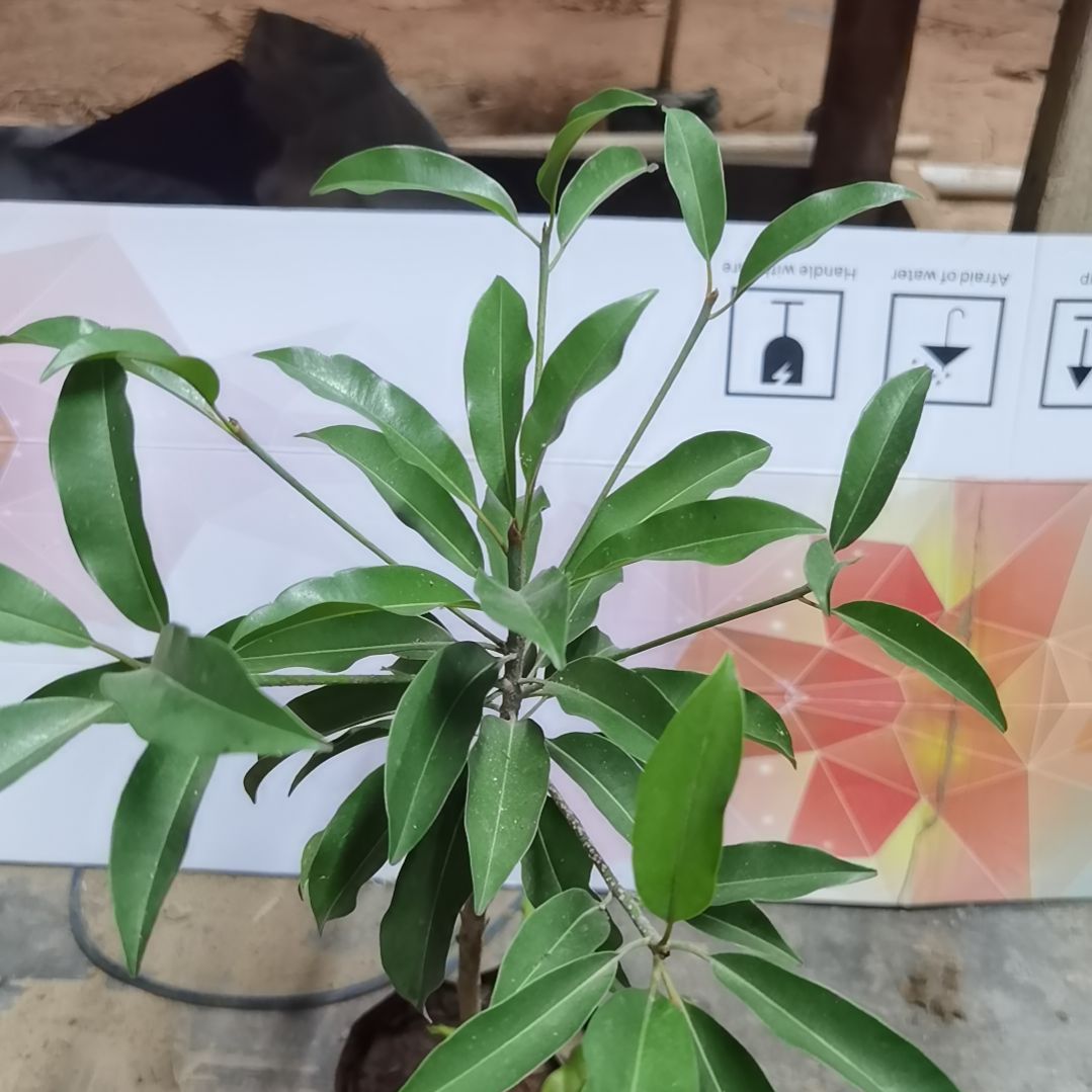 保***球完全开放墨西哥。。。。