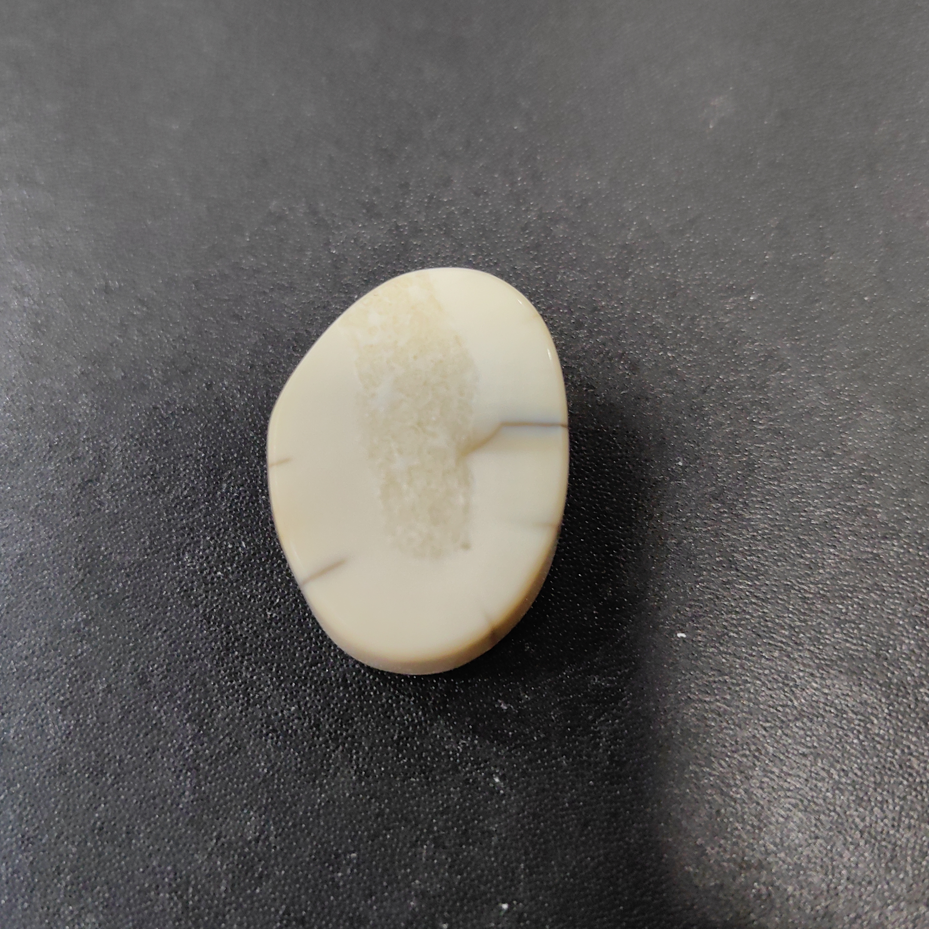 猛犸猛犸虬饼子  WT49