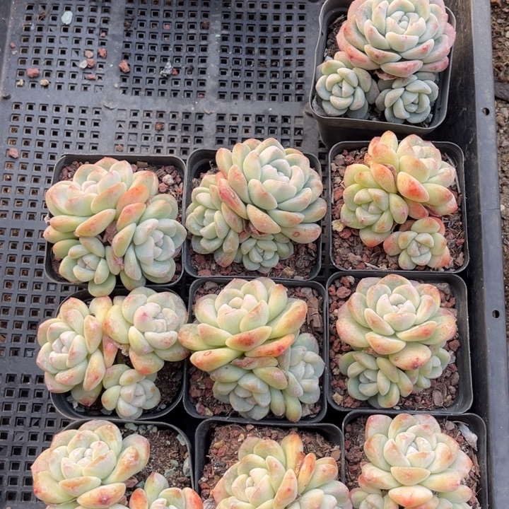 冰玉多肉七方盆一组10个7号