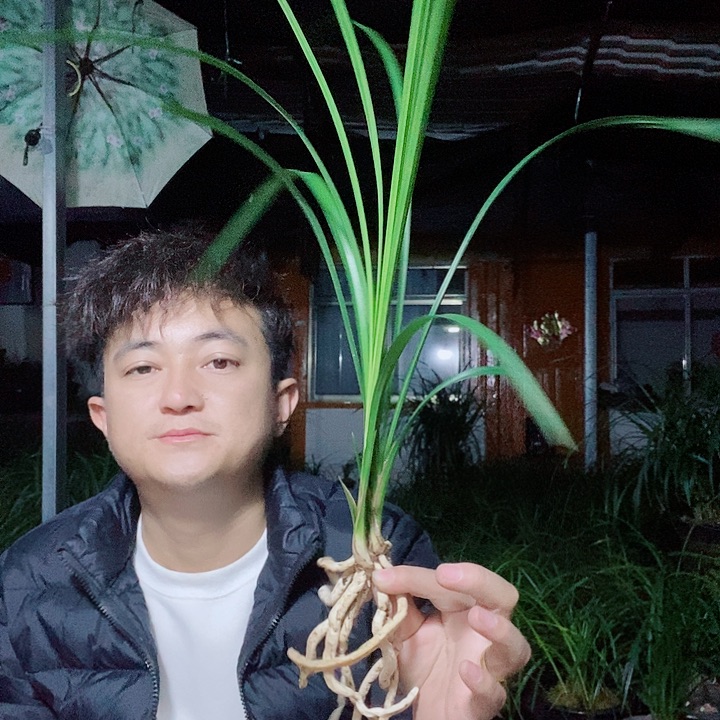 完全开放石鼓大雪素来的