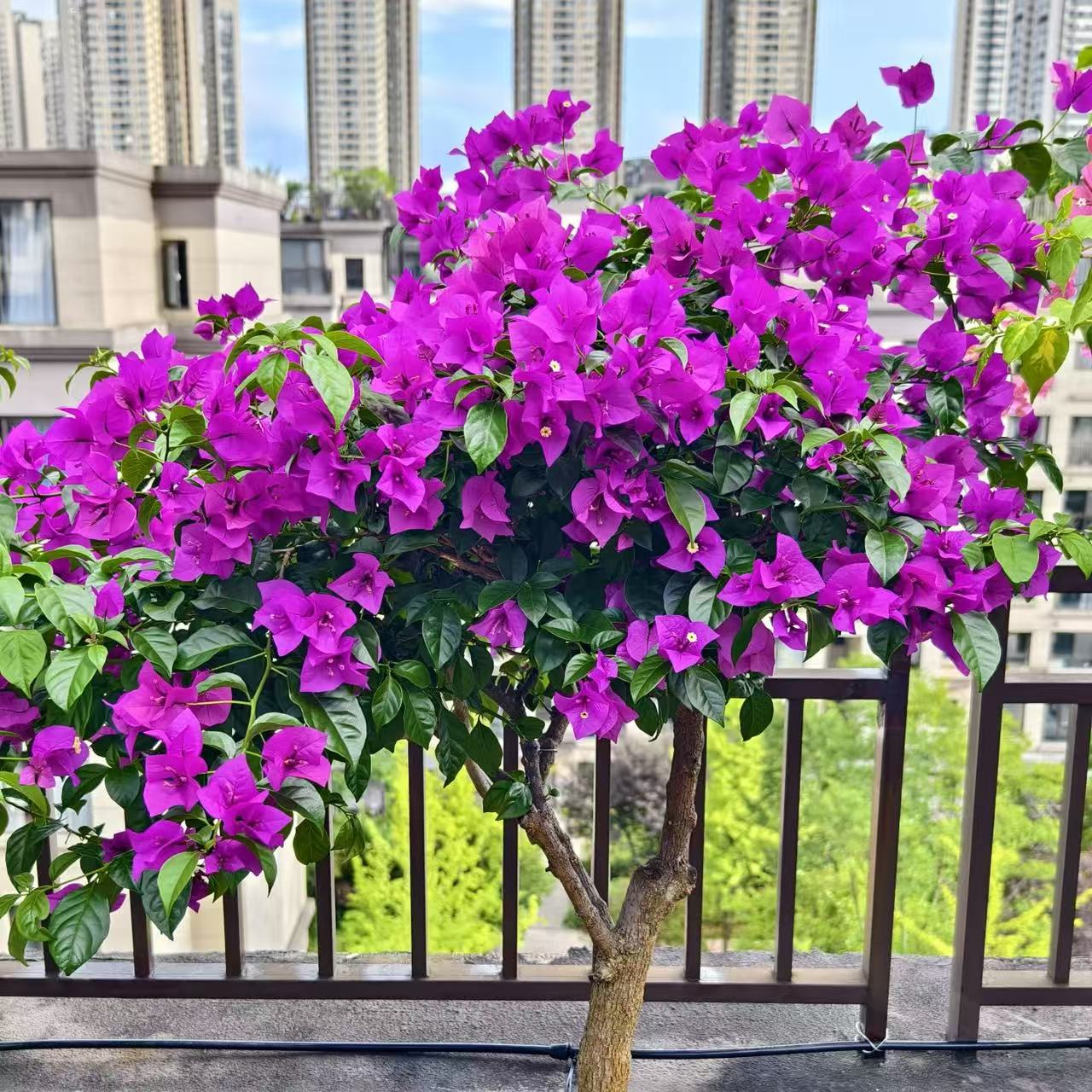 【三角梅安格斯云南紫】原盆原土带花高60厘米左右适合庭院种植