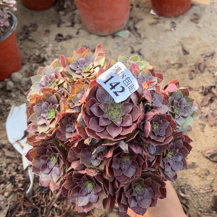 142桃花石手捧1号棚