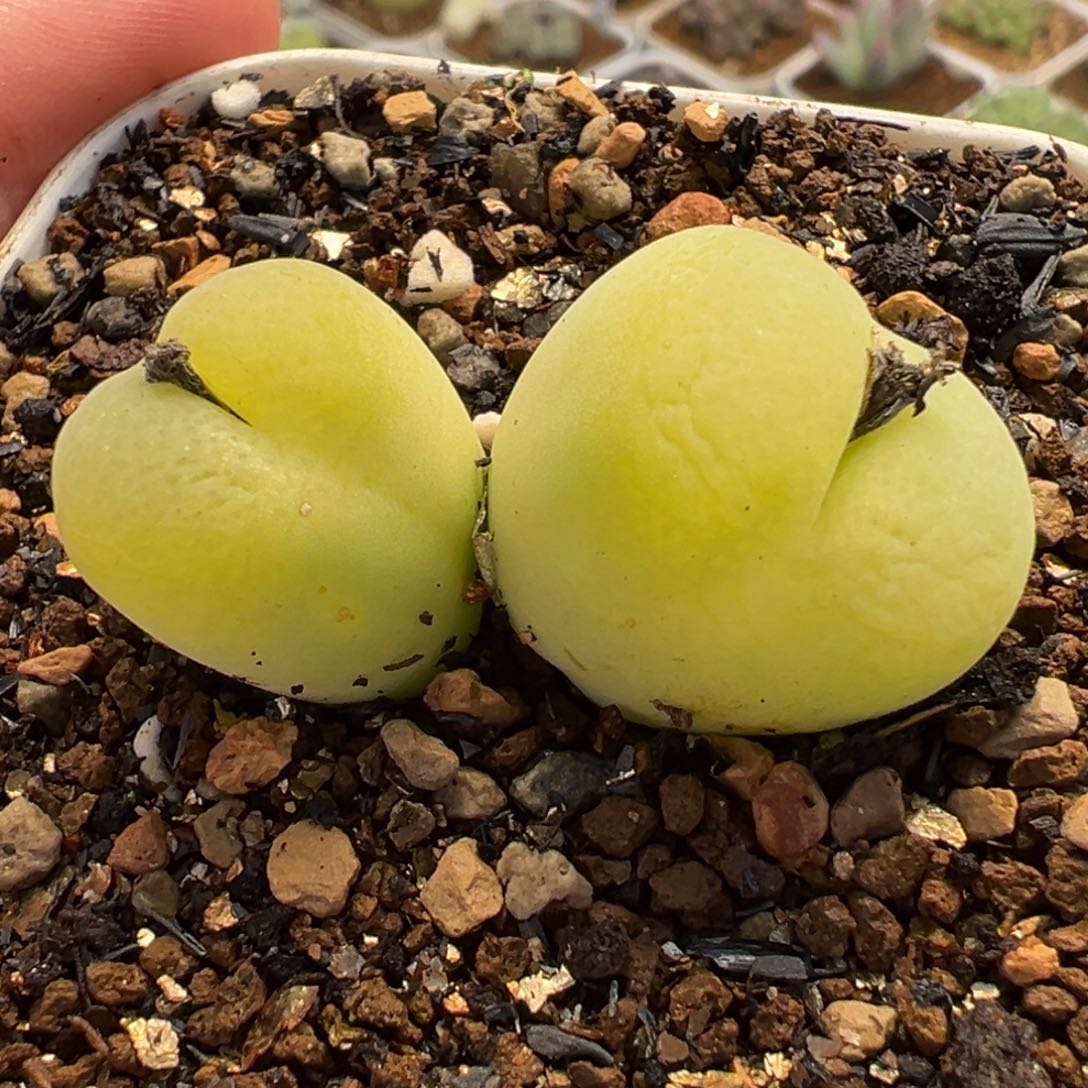 054多肉植物种类多样