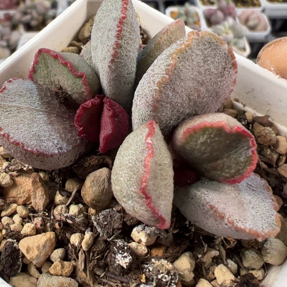 香奈儿老桩多肉植物