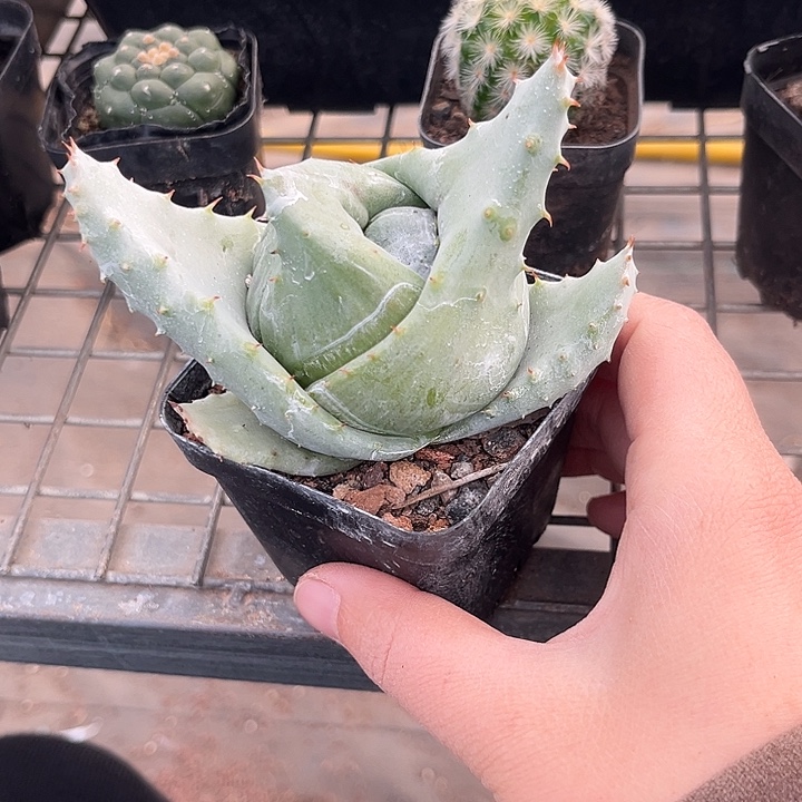 我也不知道我为什么要这样