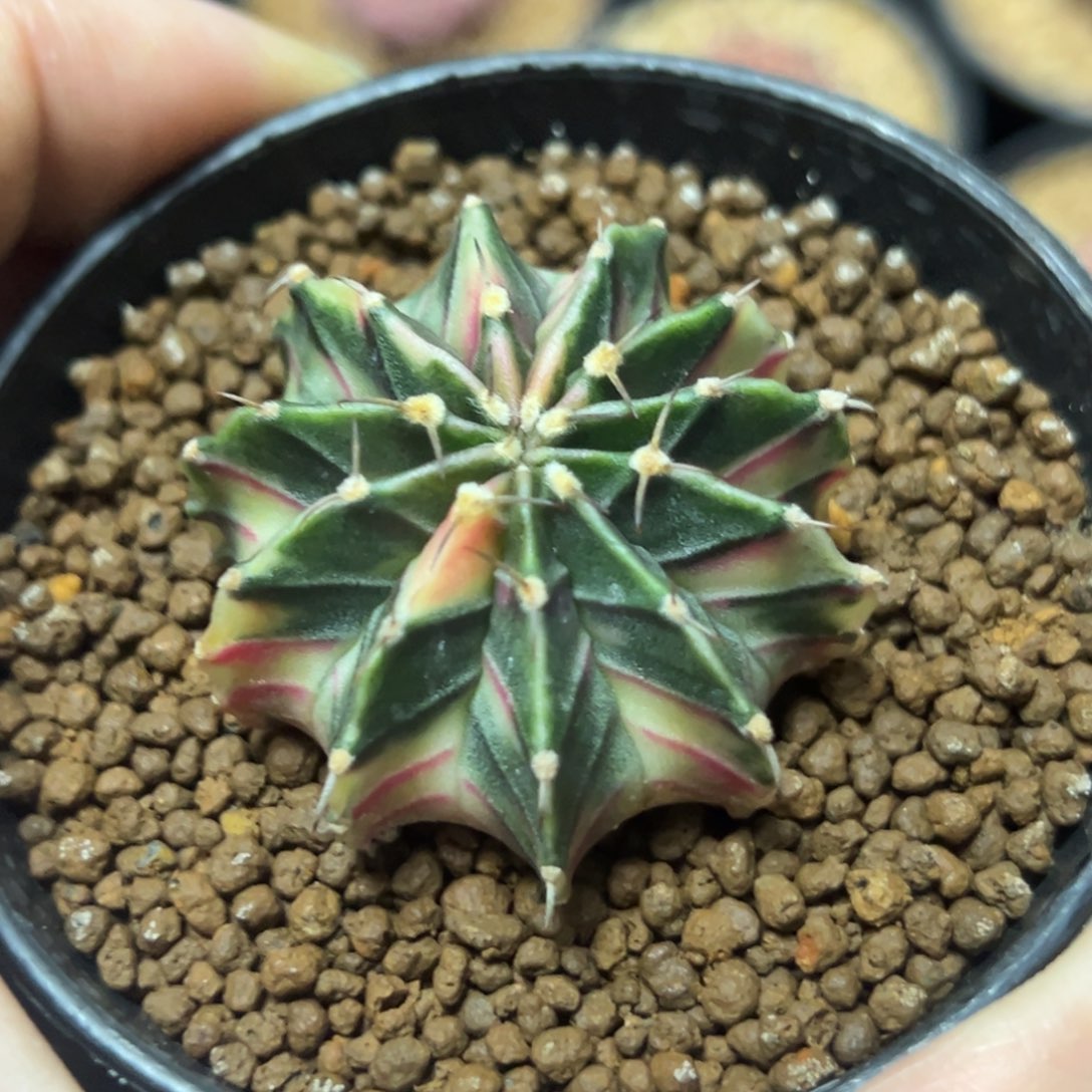 肋骨锦侧芽自根带盆土发货9