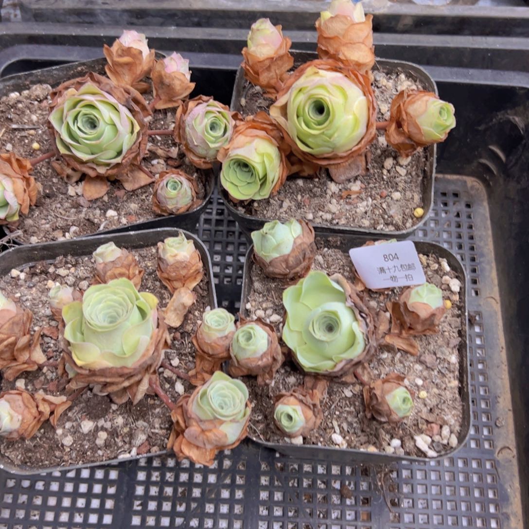 804 侧牙掉了不包损无售后