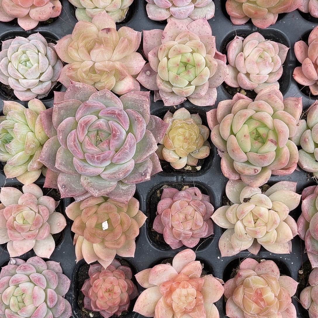 N***U多肉一物一拍31-70