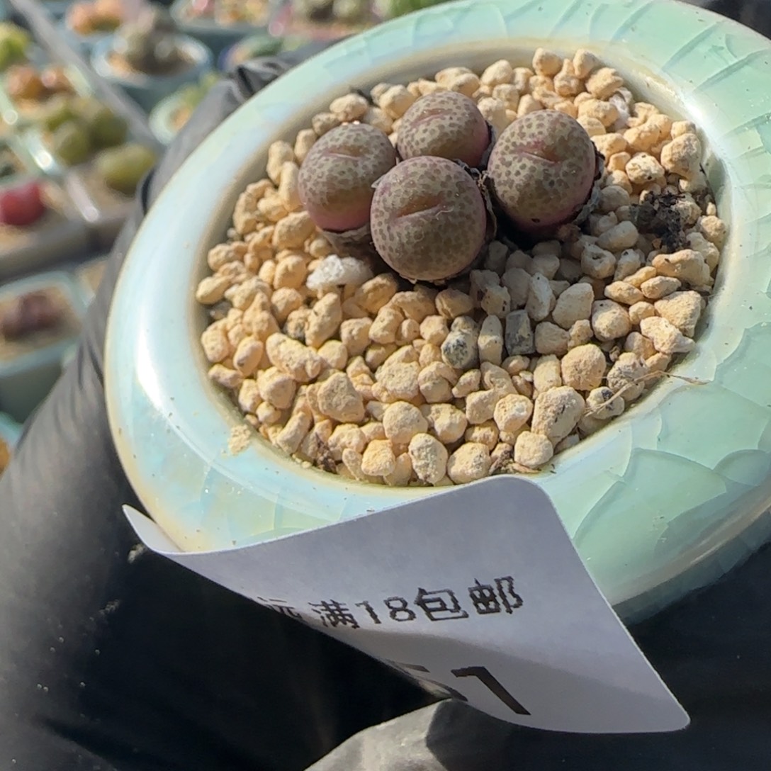 4151-一物一拍 带盆