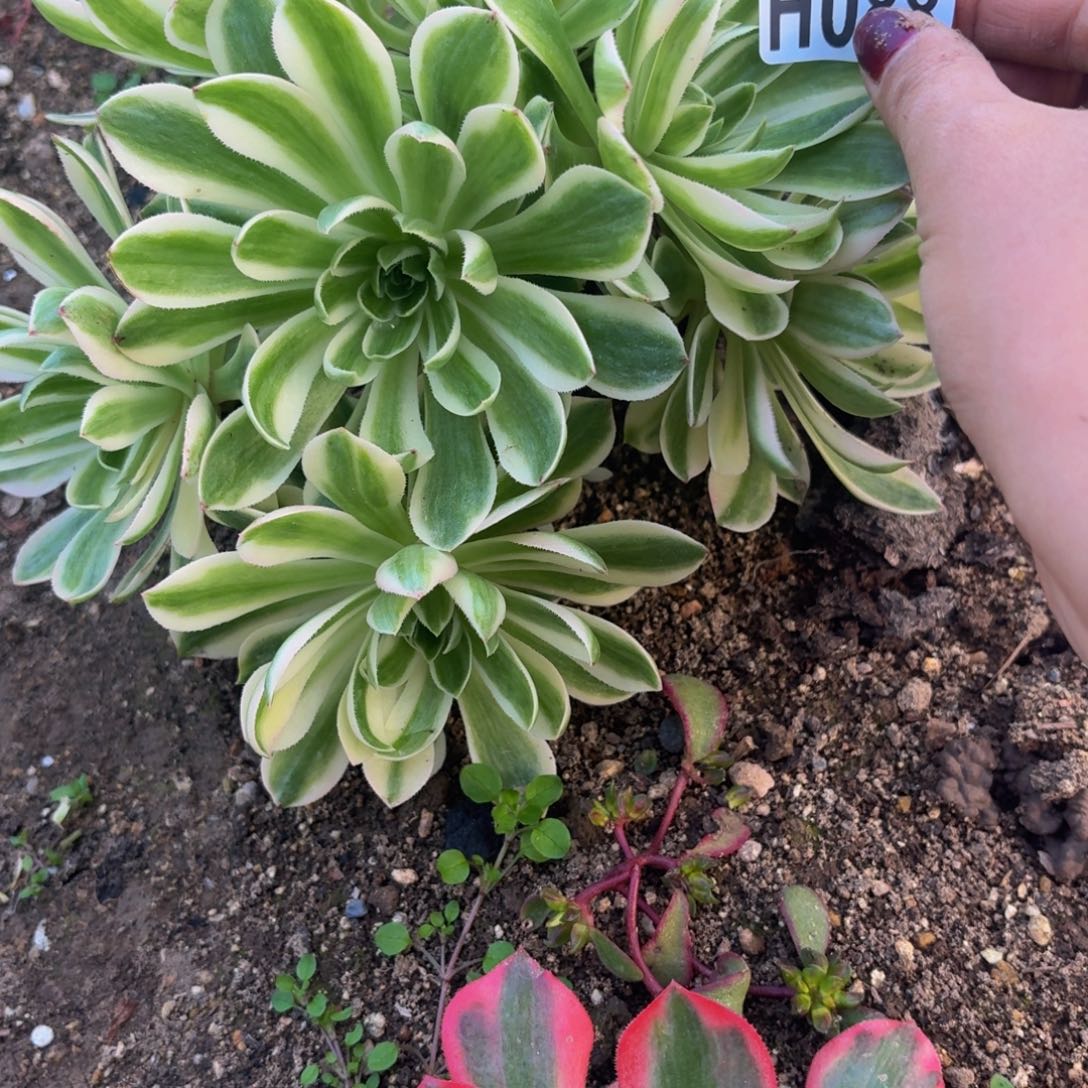 88多肉植物捧花的时候