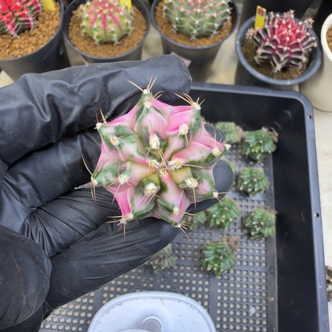 周***到粉钻。。。。。。。。。。。。