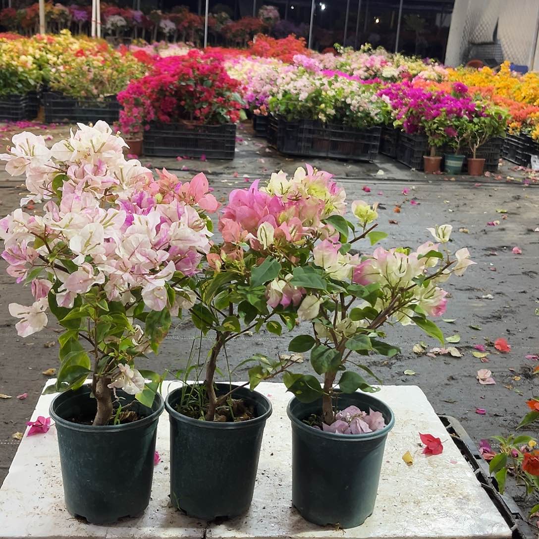 大部分花苞少量开放章红英，金心橙白，绿樱