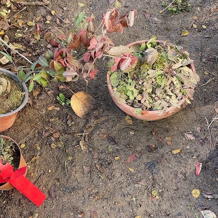 錫****无花朵120菊花菊花斤斤计较