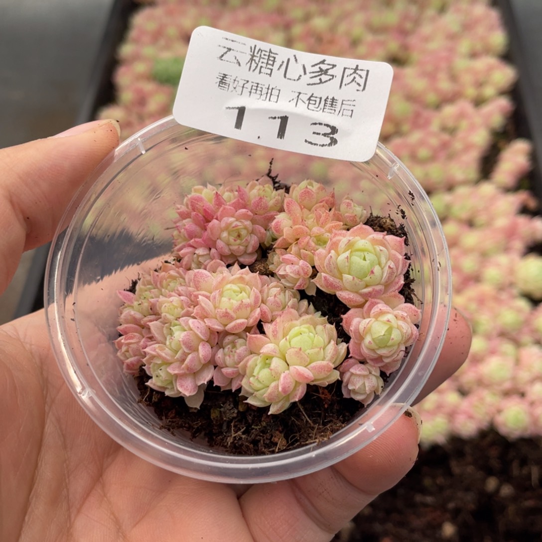 云糖心多肉植物113