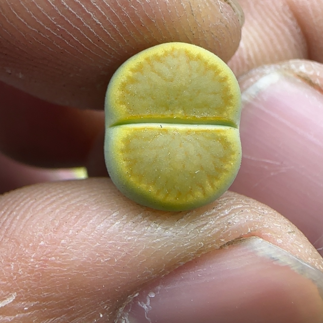 032 生石花大棚直播