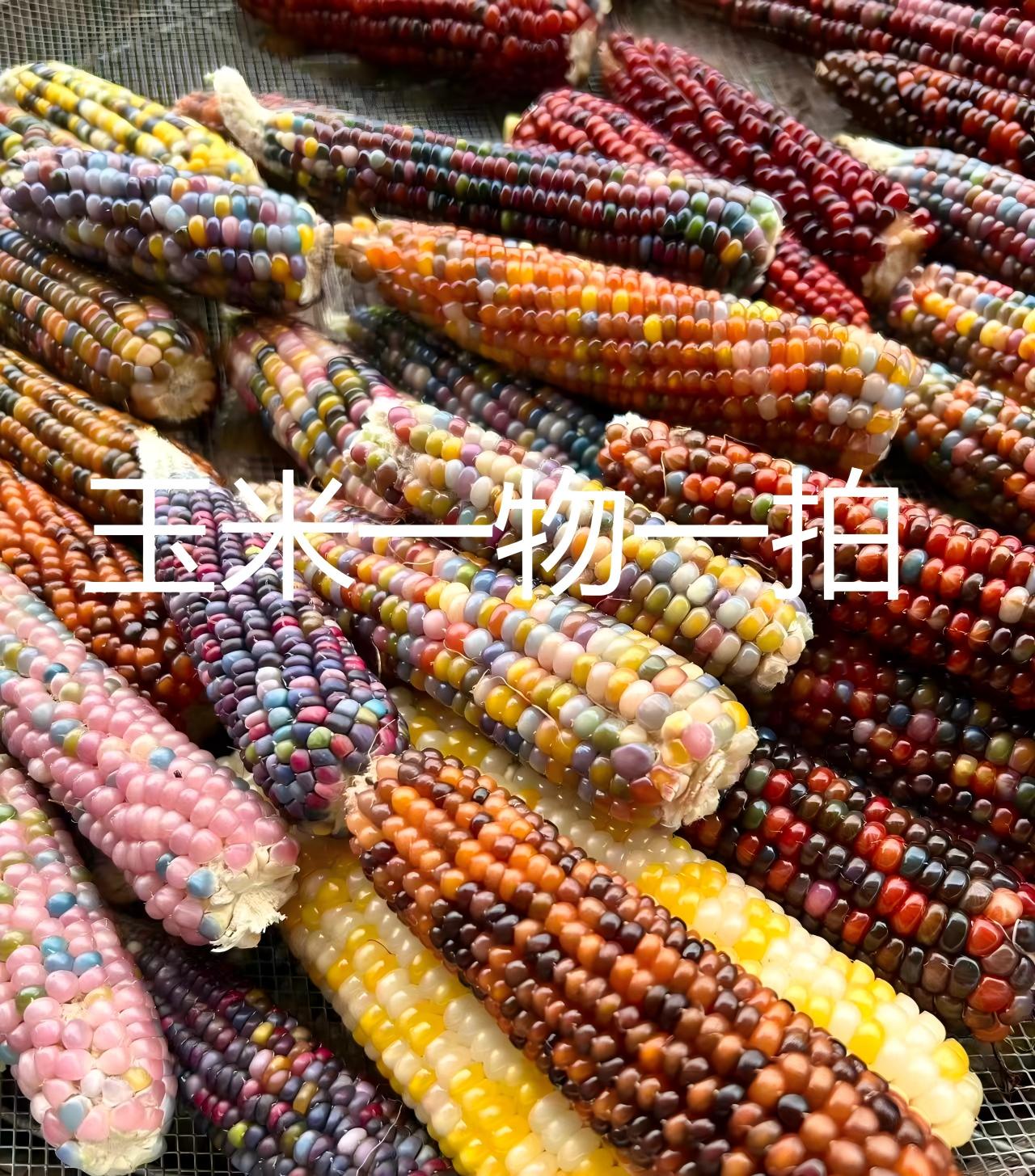 文玩玉米一物一拍适合把玩的手工文玩摆件