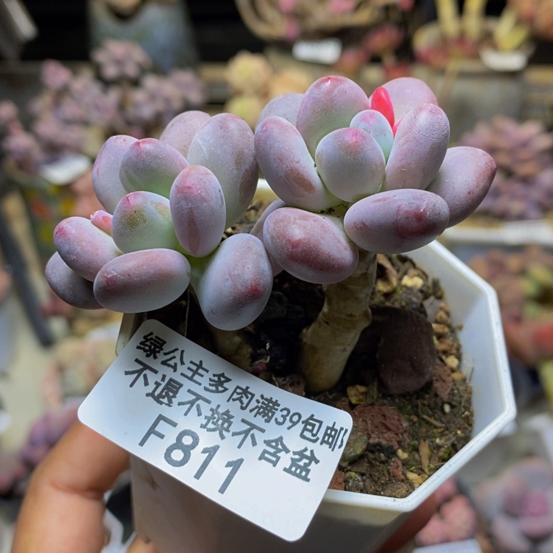 811苹果奶多肉4c m