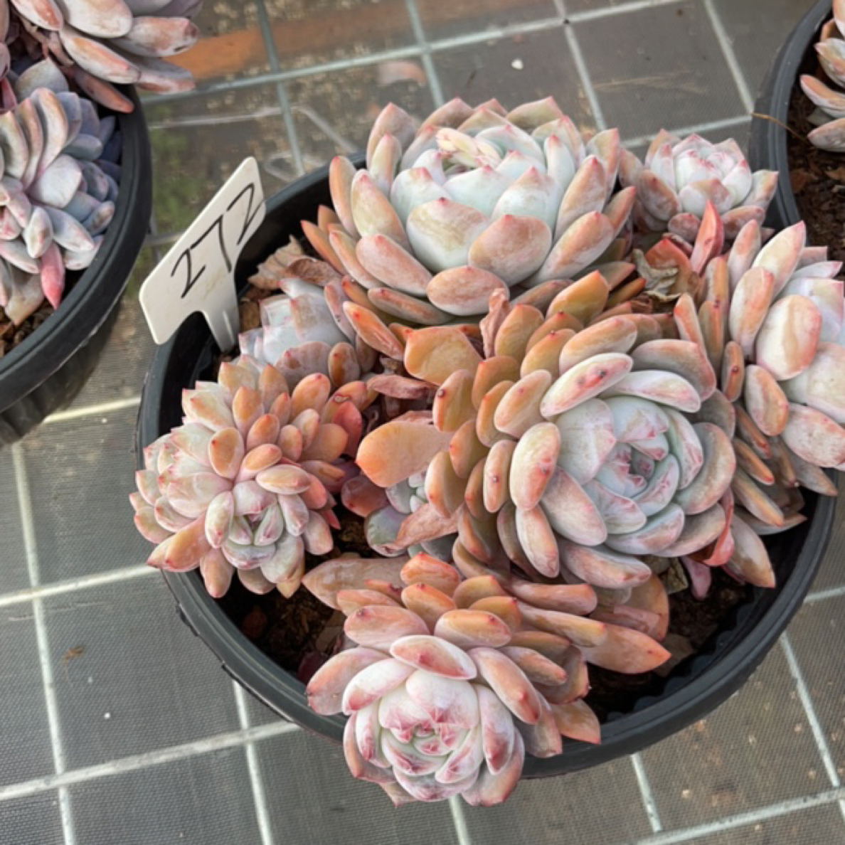 梦露多肉植物综合3号链接491号3颗