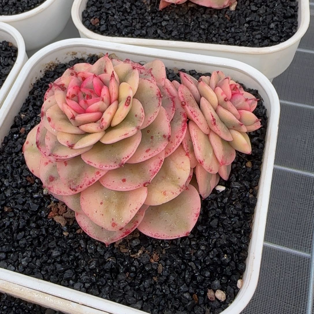 从前慢花园精选多肉蜡牡丹锦